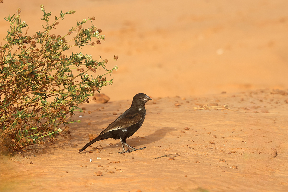 White-billed Buffalo Weaver